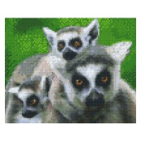Lemur 34435